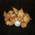 garlic cloves