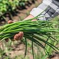 green onions bunch